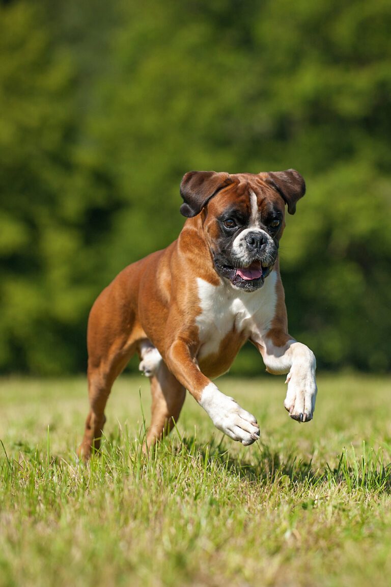Beautiful Boxer Dogs (27 Amazing Pics) - Talk to Dogs