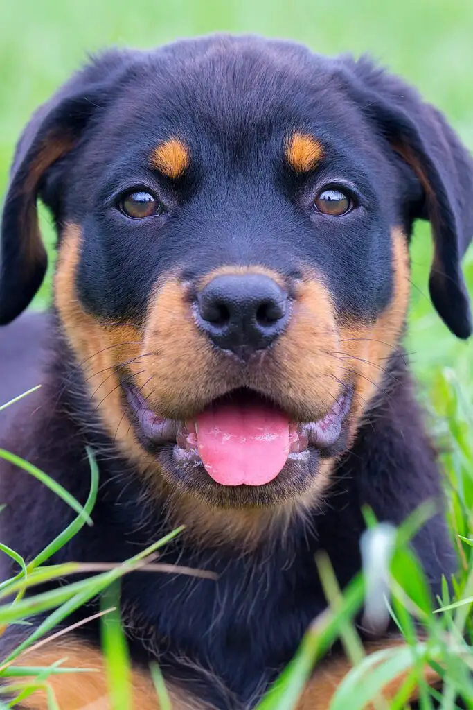 German Rottweiler Puppies