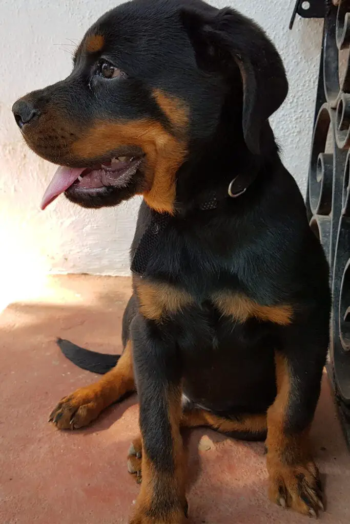 German Rottweiler Puppy