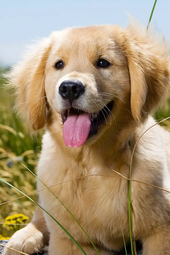 Golden Retriever Puppy