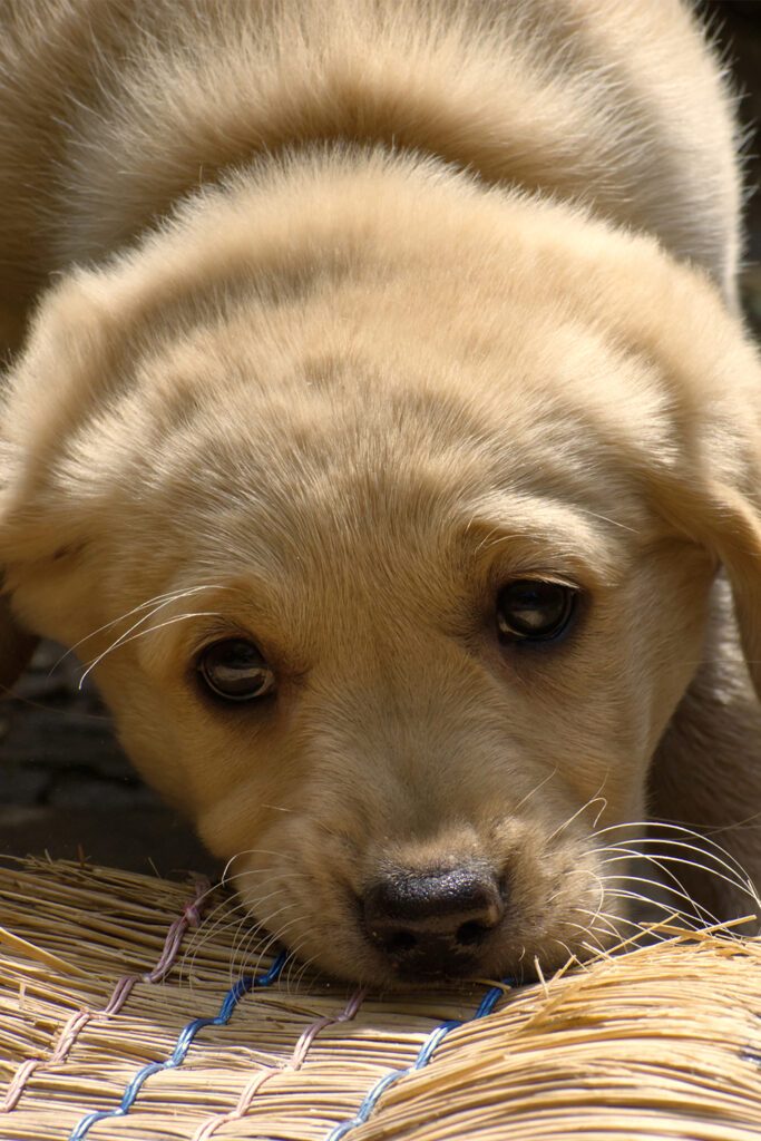 Golden Retriever Puppy 8 Weeks