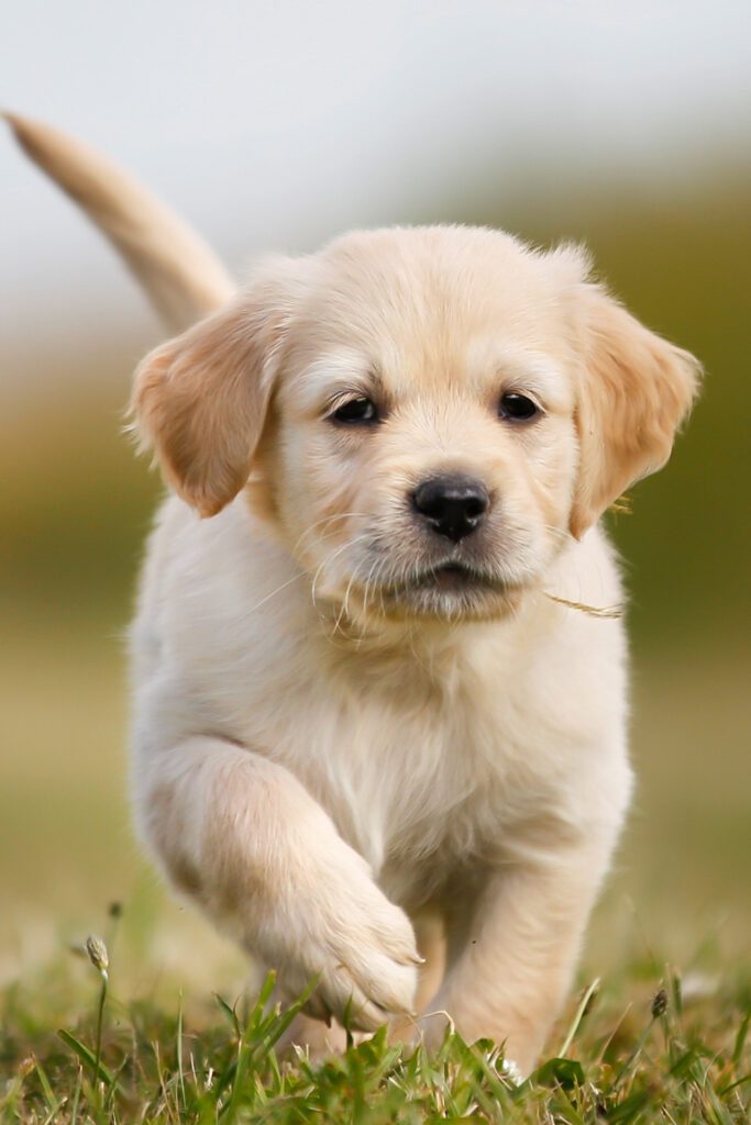 Golden Retriever Puppy Cutest