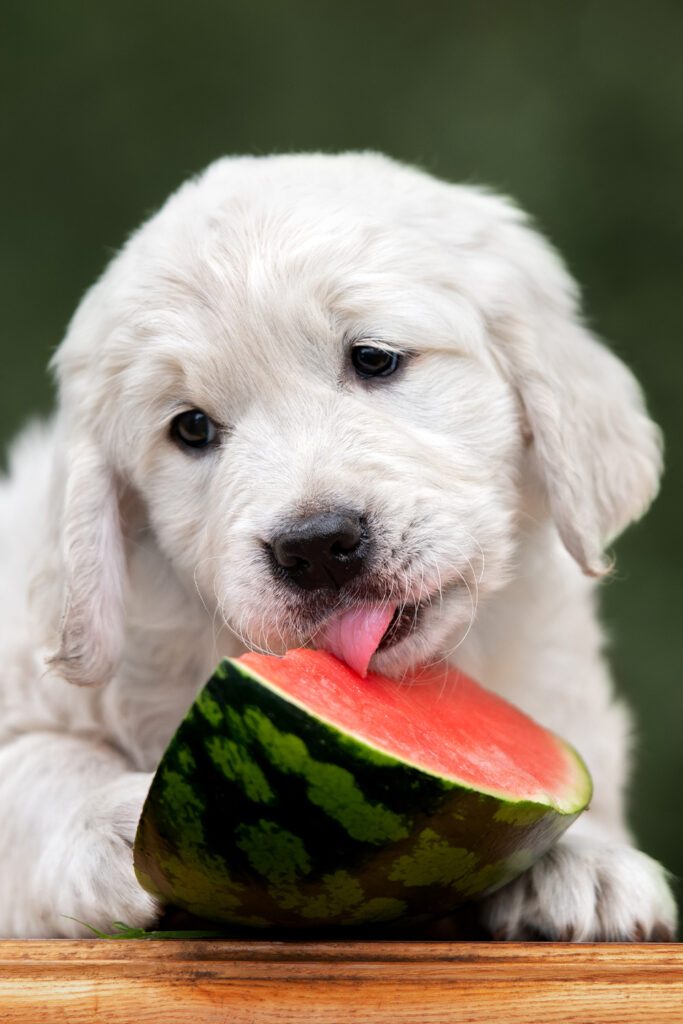 Golden Retriever Puppy Eating Melon