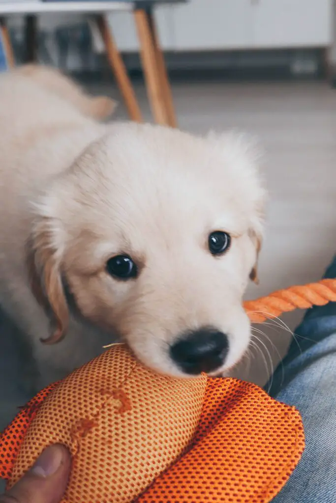 Golden Retriever Puppy Eyes