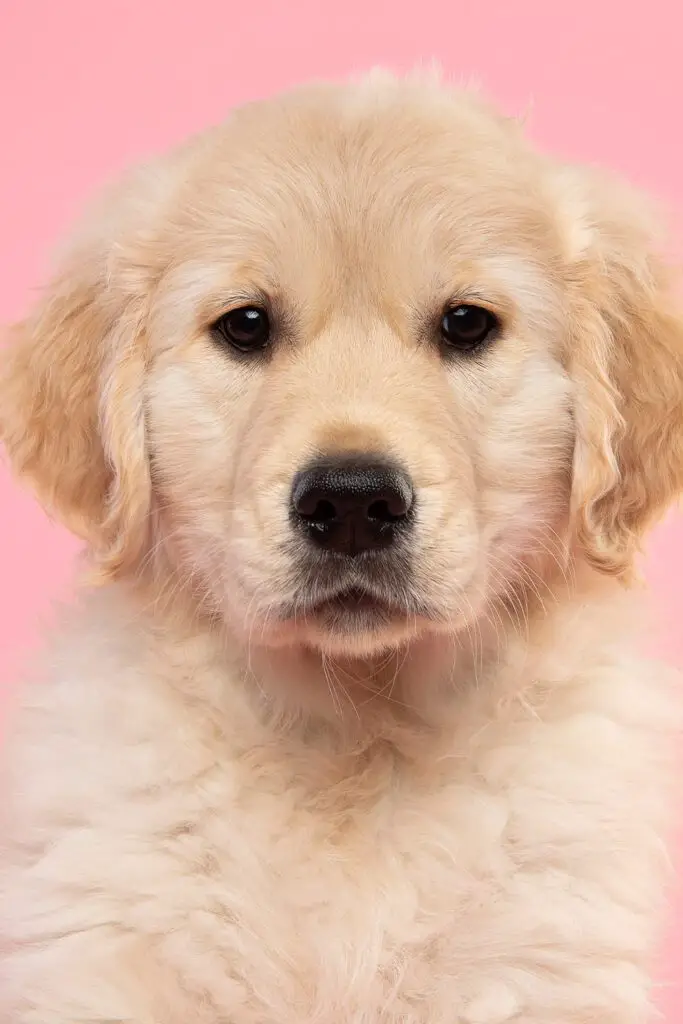 Golden Retriever Puppy Funny