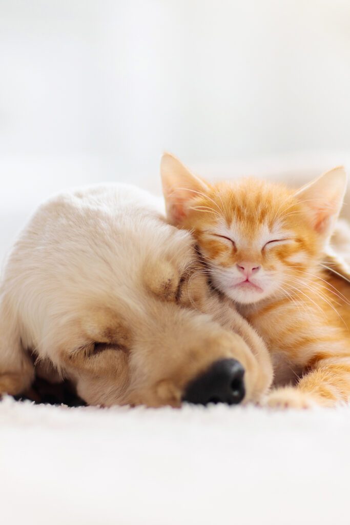 Golden Retriever Puppy with Kitten