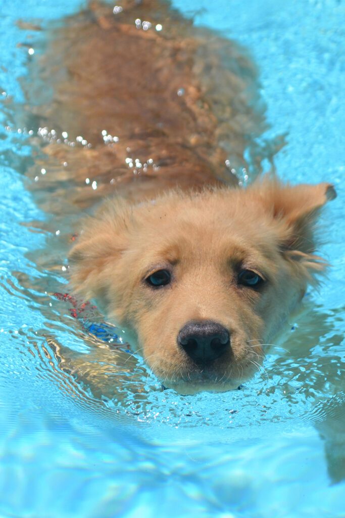 Golden Retrievers Puppy Swimming