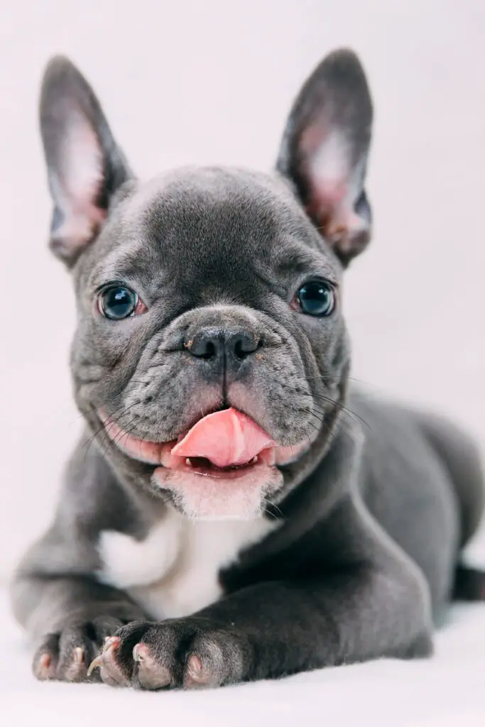 Grey French Bulldog Puppy