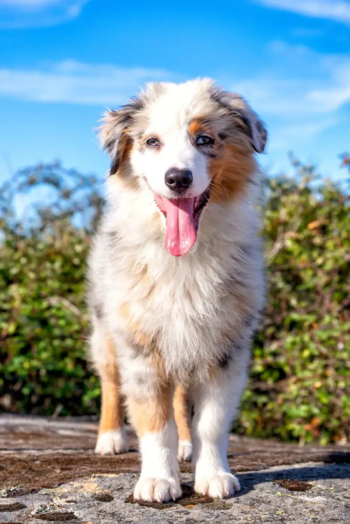 Happy Australian Shepherd Puppy