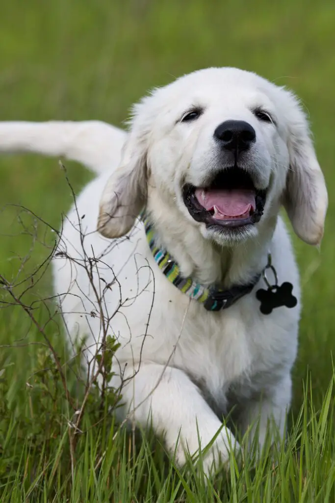 Happy Golden Retriever Puppy