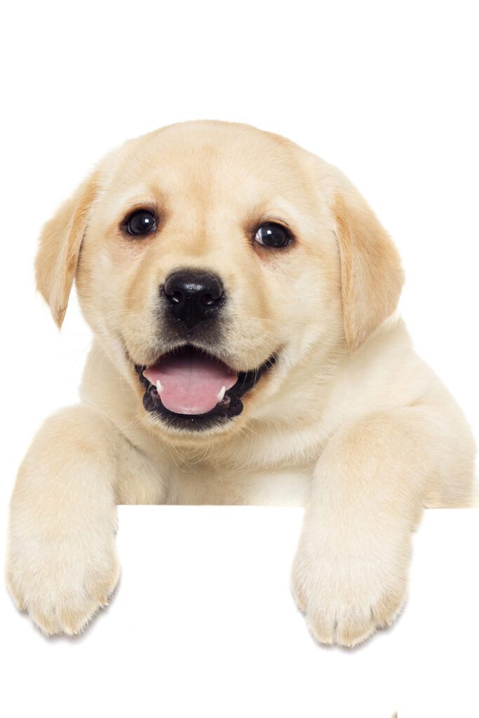 Happy labrador Puppy