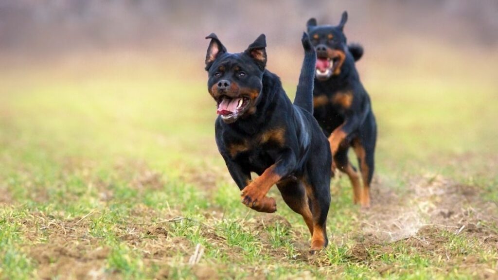 How Fast Can A Rottweiler Run