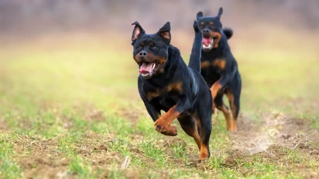 How Fast Can A Rottweiler Run