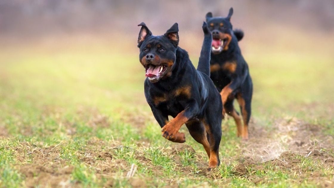 How Fast Can A Rottweiler Run? Talk to Dogs