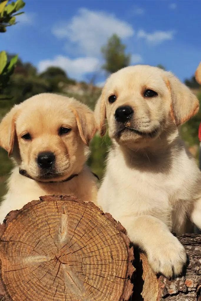 Labrador Puppies