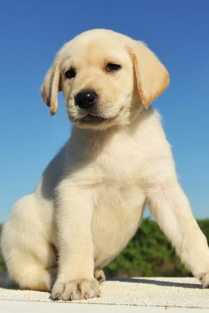 Labrador Puppy