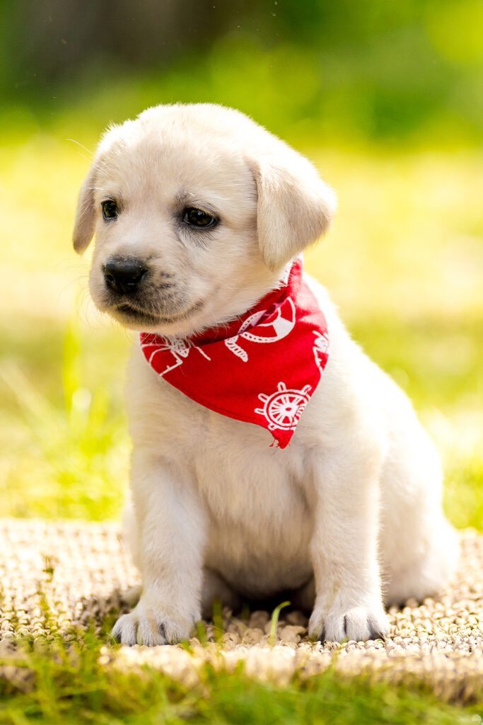 Labrador Puppy Golden