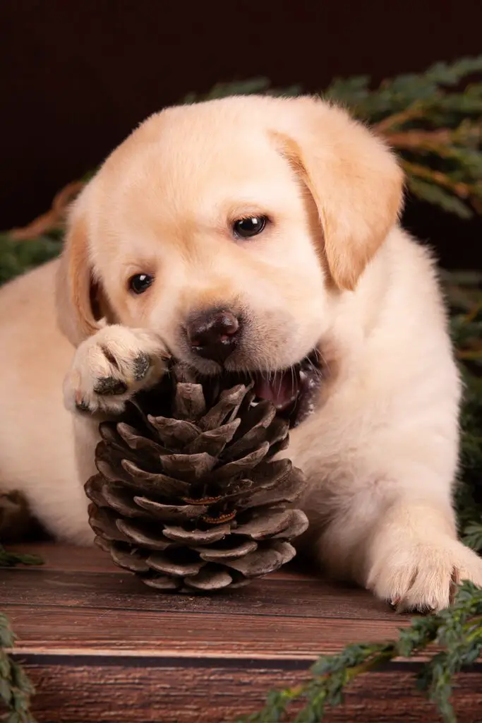 Labrador Puppy Golden Cute