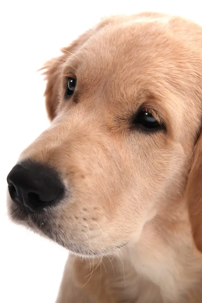 Labrador Retriever Puppy