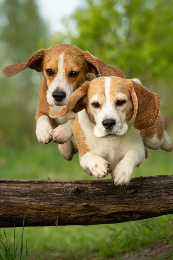 Lemon Beagle Puppy