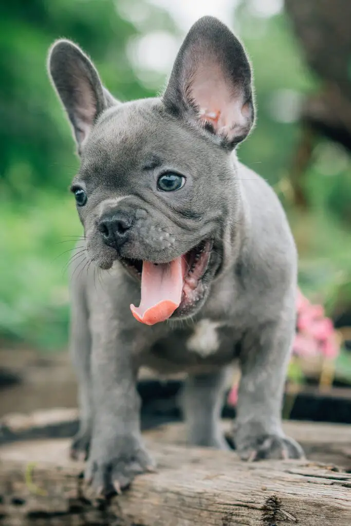 Lilac French Bulldog