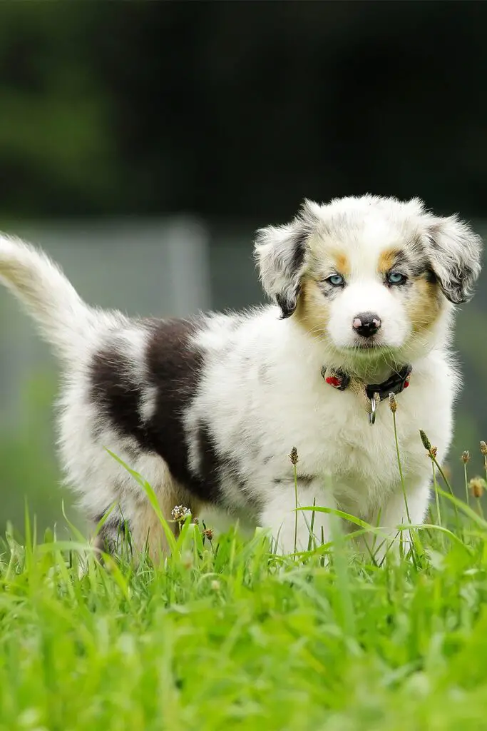 Merle Australian Shepherd