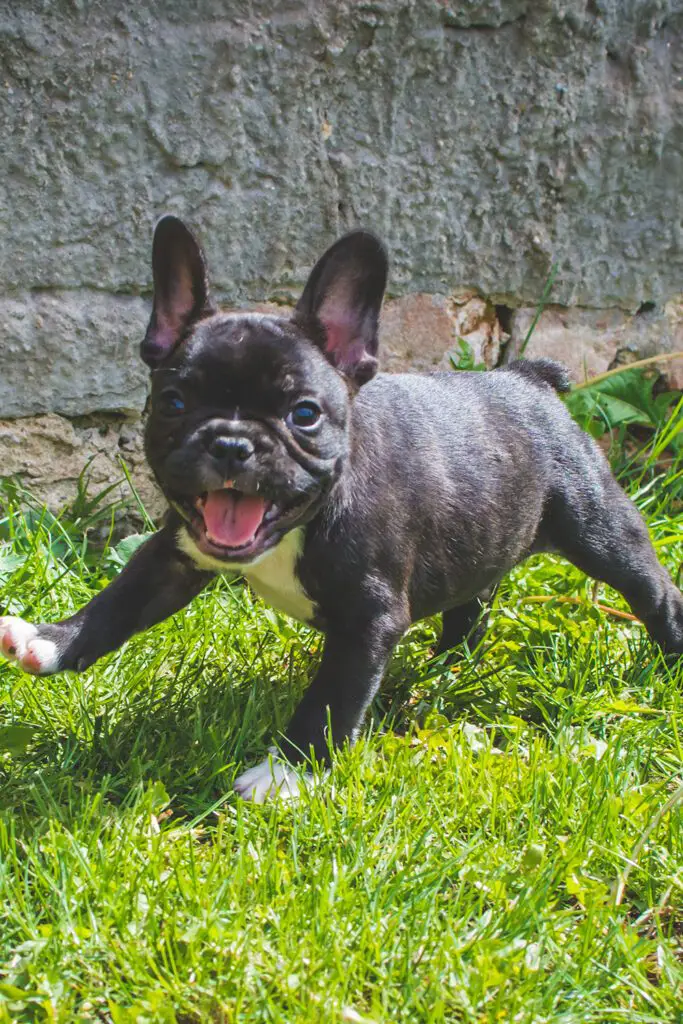 Merle French Bulldog Puppy