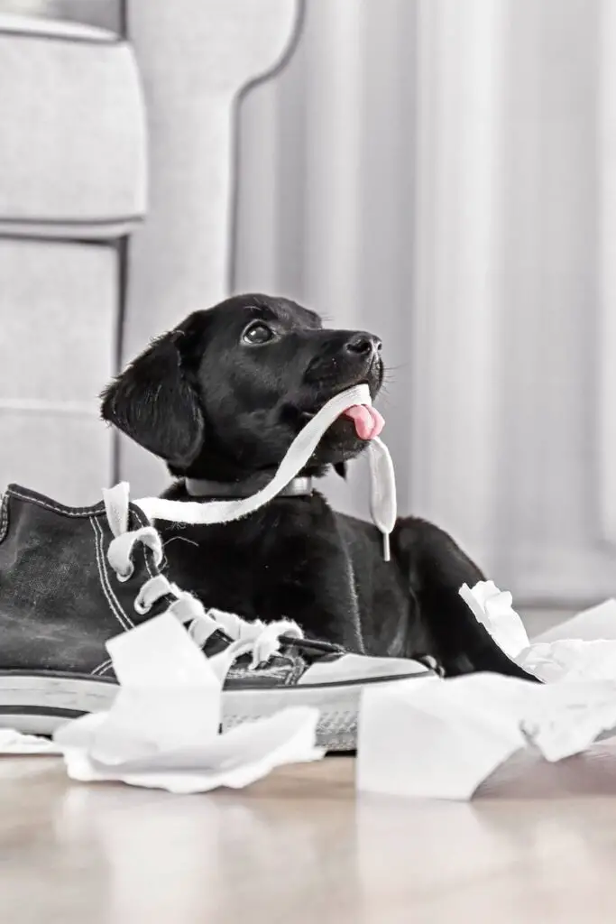 Naughty Labrador Puppy