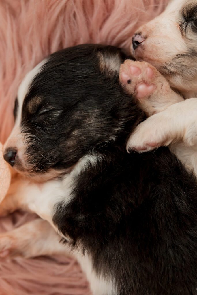 Newborn Australian Shepherd Puppies