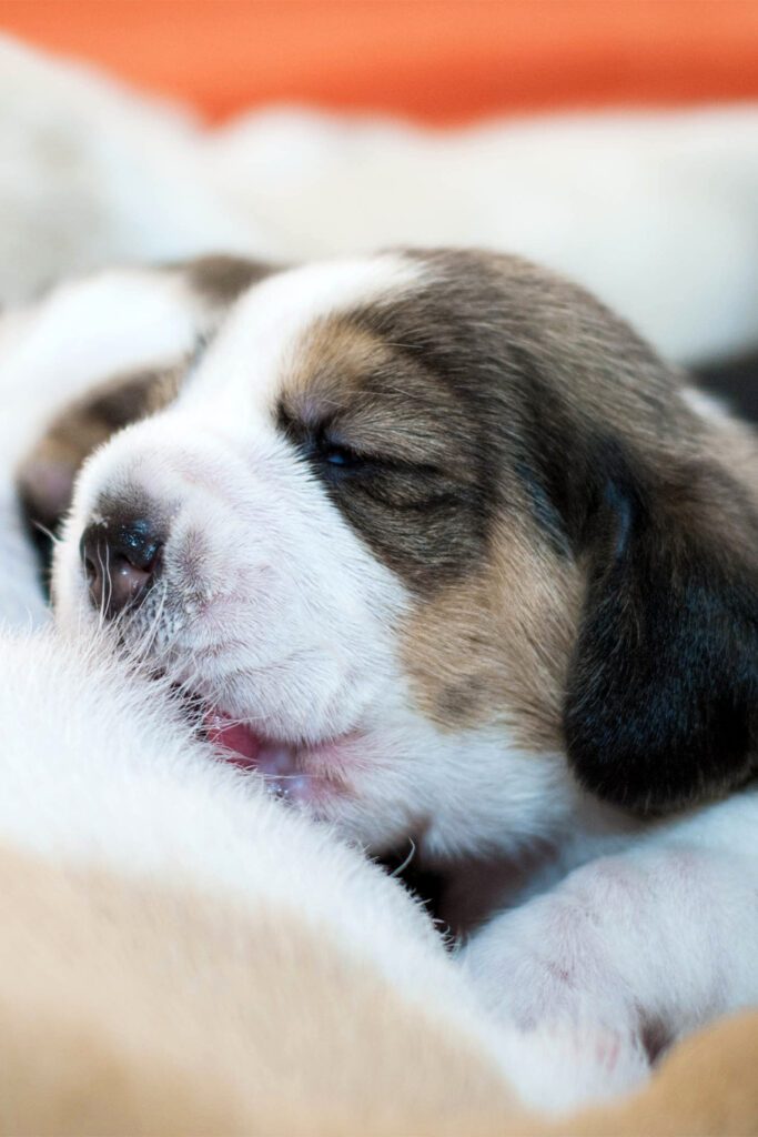 Newborn Beagle Puppies