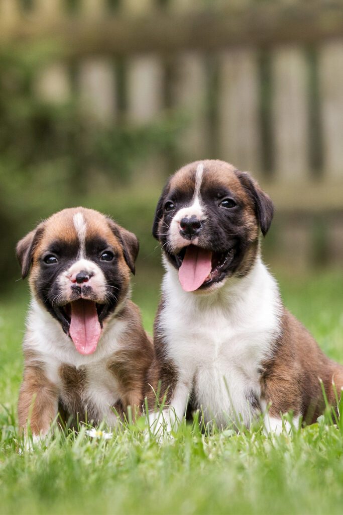 Newborn Boxer Puppy