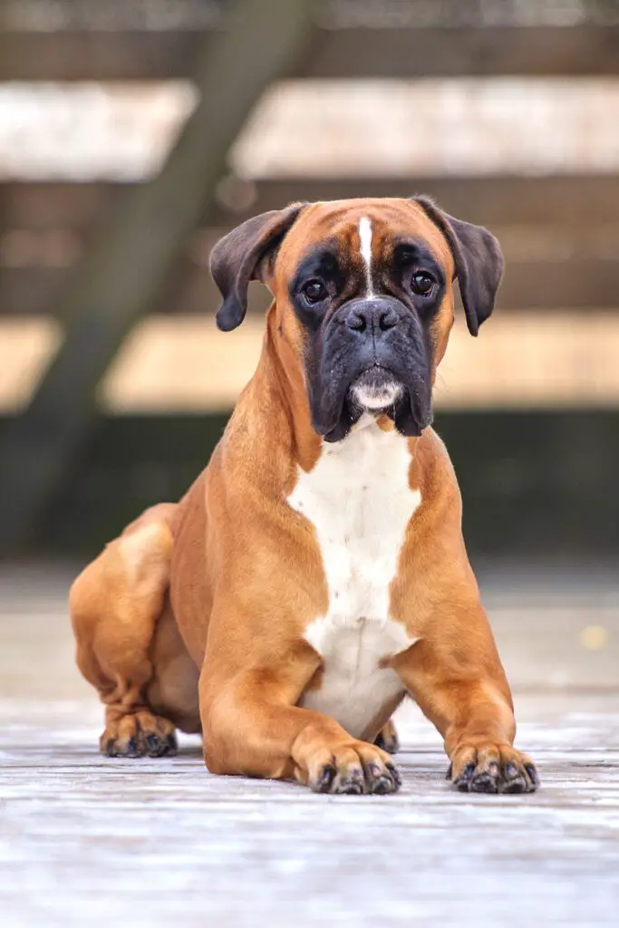 Powerful Boxer Dog