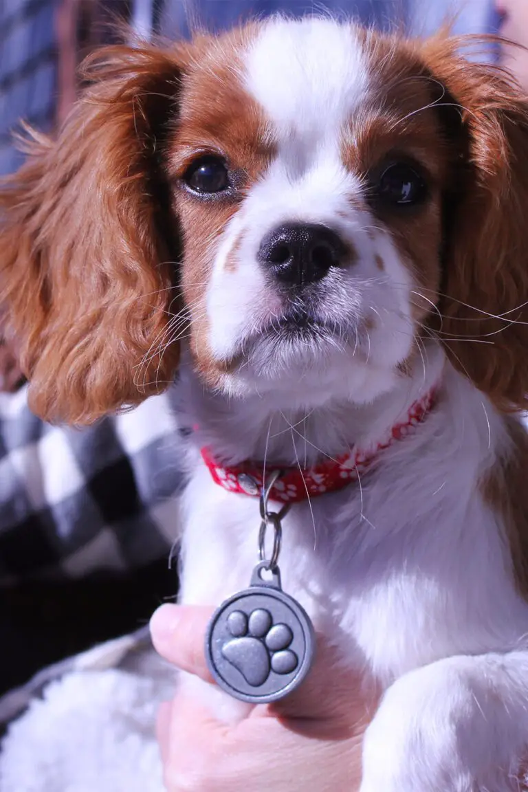 cute cavalier king charles spaniel