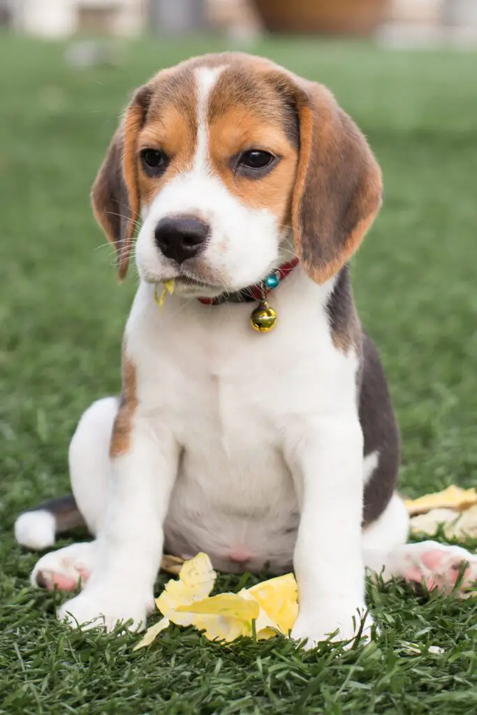 Purebred Beagle Puppy