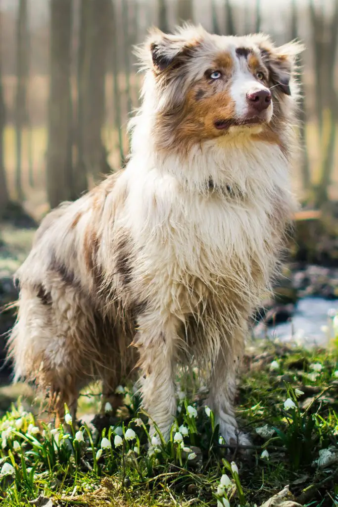 Red Aussie Shepherd