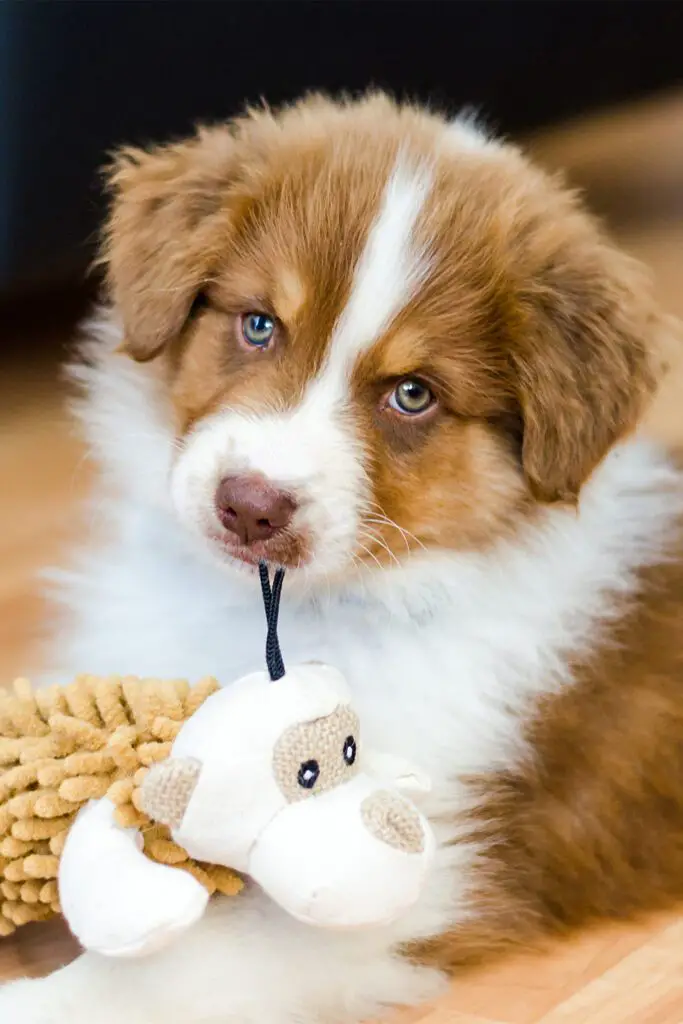 Red Australian Shepherd