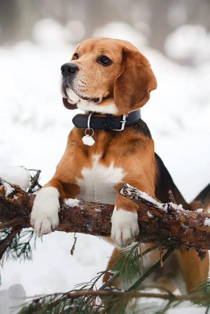 Red Beagle Puppy