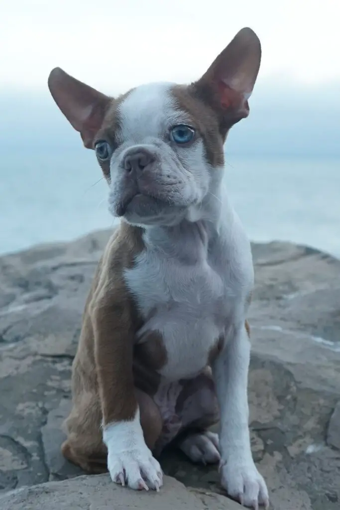 Red Boston Terrier Puppy