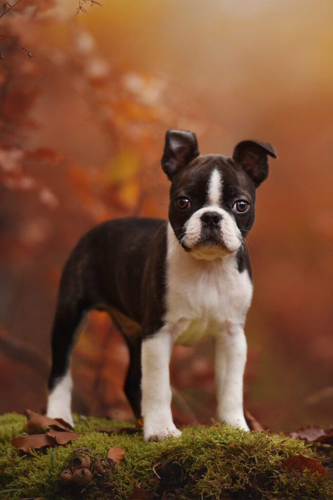 Red Boston Terriers