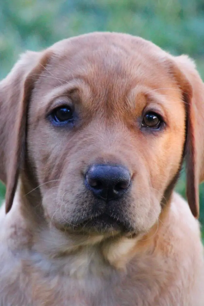 Red Labrador Puppy