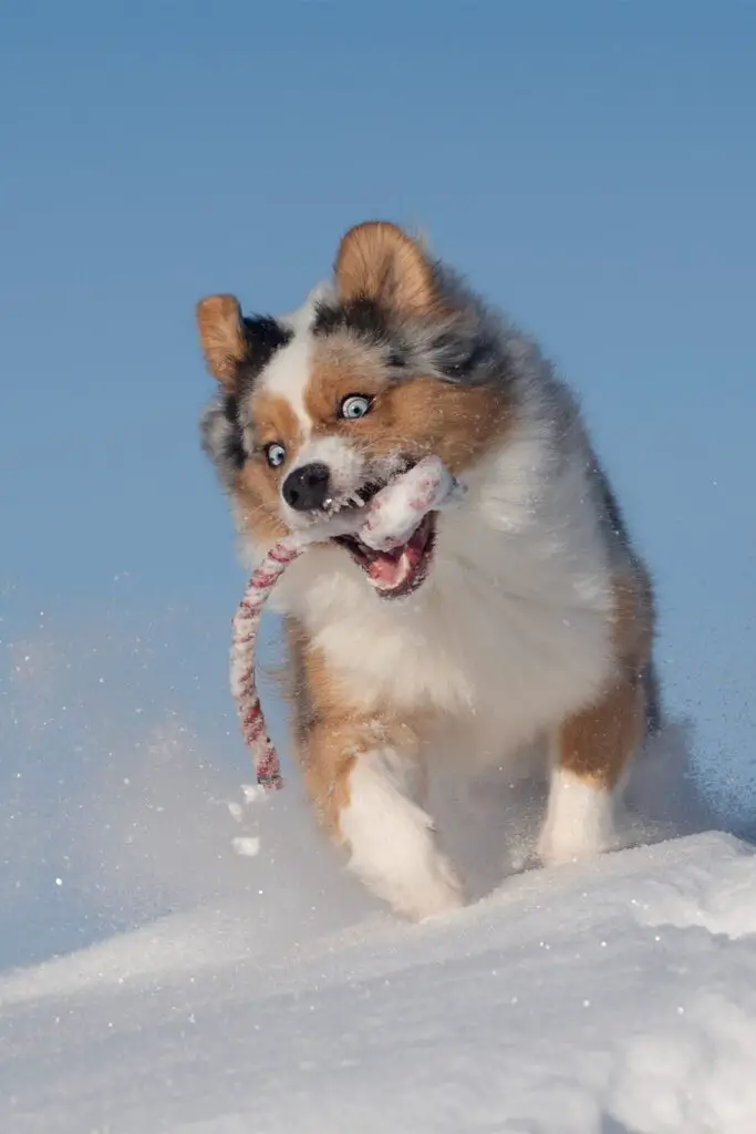 Red Merle Australian Shepherd