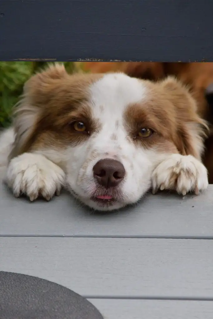 Red Merle Australian Shepherd Puppy