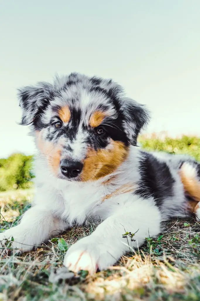 Red Merle Australian Shepherd Puppy Beautiful