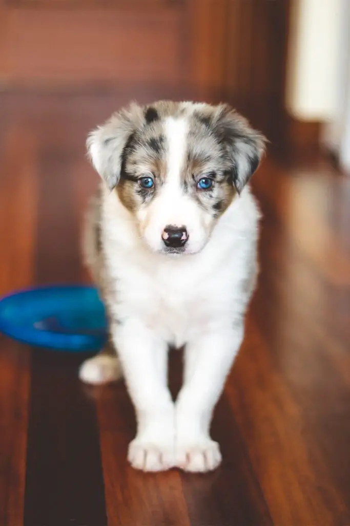 Red Merle Australian Shepherd Puppy Blue