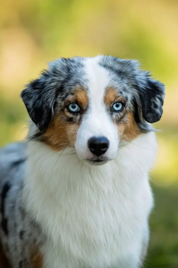 Red Merle Australian Shepherd Puppy Eyes