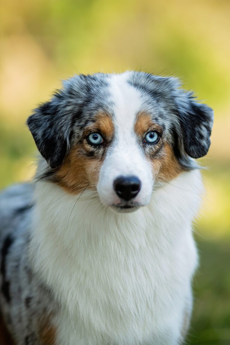 Australian Shepherd Puppies (25 Cute and Cuddly Pups) Talk to Dogs