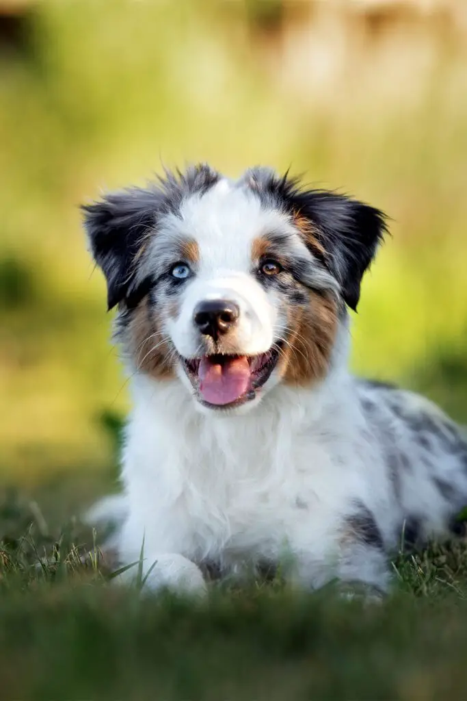 Red Tri Australian Shepherd