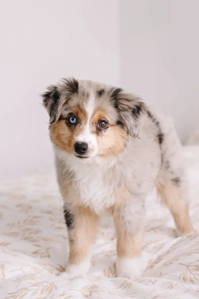 Red Tri Australian Shepherd Puppy