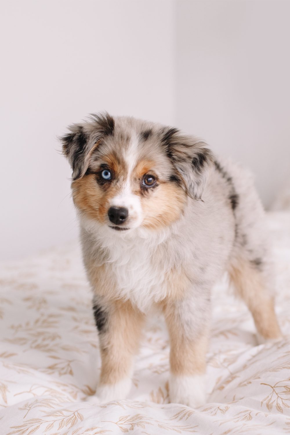 Australian Shepherd Puppies (25 Cute and Cuddly Pups) - Talk to Dogs