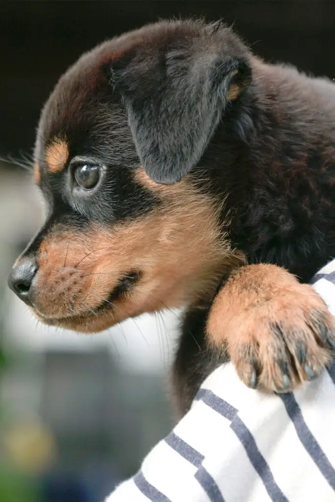 Rottie Puppy